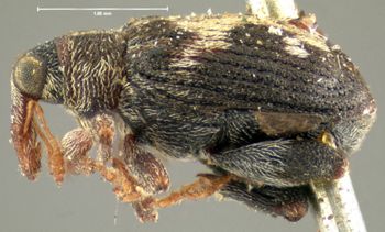 Media type: image;   Entomology 33996 Aspect: habitus lateral view